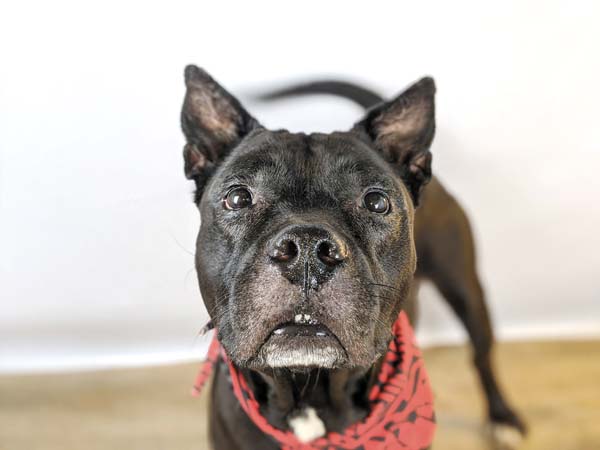 Pet of the Week